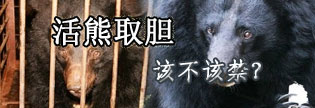 直击归真堂开放日活熊取胆全程